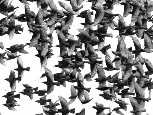 Nyáj madarak elszigetelt fehér background — Stock Fotó