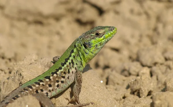 Green lizard, Lacerta — Stock Photo, Image