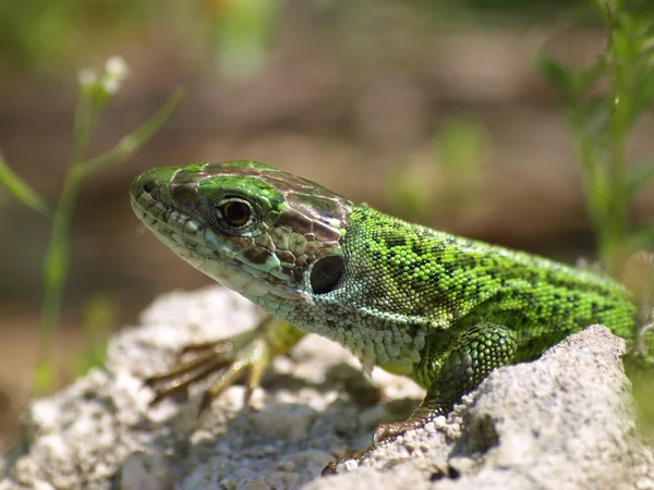 Green lizard, Lacerta — Stock Photo, Image
