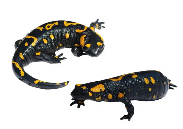 Zestaw Salamandra plamista, plamisty salamandra salamandra salamandra na białym tle — Zdjęcie stockowe