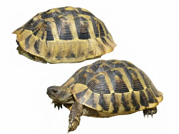 Herman sköldpadda sköldpaddan isolerad på vit bakgrund testudo hermanni — Stockfoto
