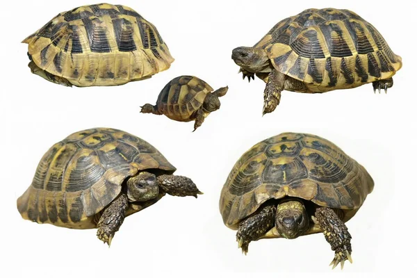 Set tortuga Herman Tortuga aislada sobre fondo blanco testudo hermanni —  Fotos de Stock