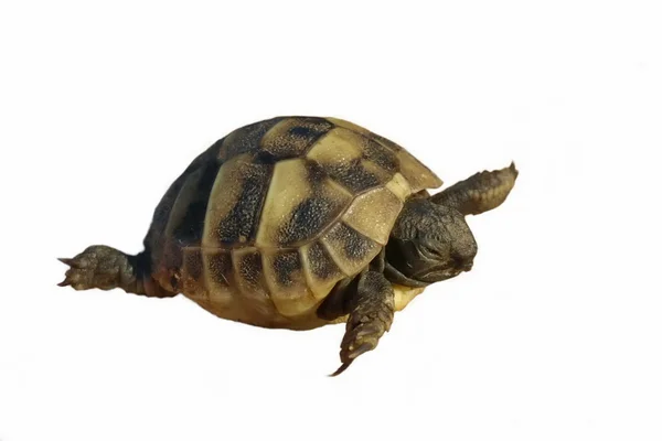 Bebê Herman tartaruga tartaruga isolada no fundo branco testudo hermanni — Fotografia de Stock