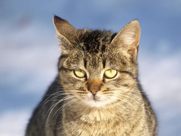 Ritratto di gatto, Felis silvestris catus, gatto domestico — Foto Stock