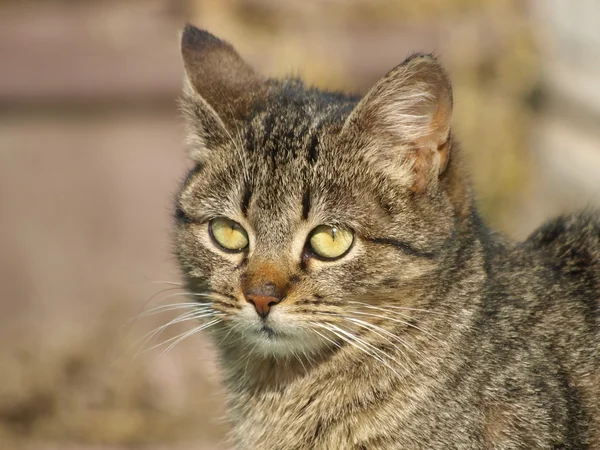 Retrato de gato, Felis silvestris catus, gato doméstico — Fotografia de Stock