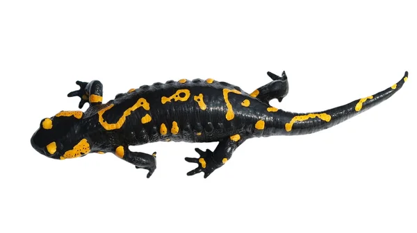 Avfyra salamander, salamandra maculosa, salamandra salamandra isolerade — Stockfoto