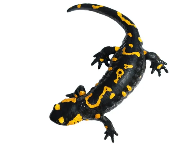 Feuersalamander, Salamandra maculosa, Salamandra salamandra isoliert — Stockfoto