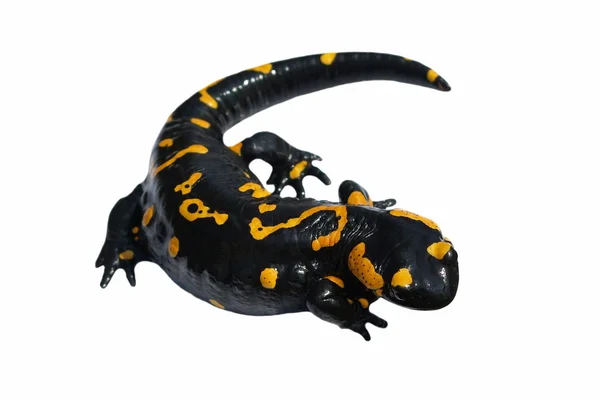 Yangın semender, salamandra maculosa, salamandra salamandra izole — Stok fotoğraf
