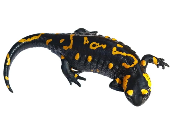 Yangın semender, salamandra maculosa, salamandra salamandra izole — Stok fotoğraf