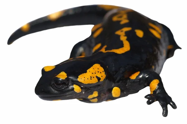 Stock image Fire Salamander, Salamandra maculosa, Salamandra salamandra isolated