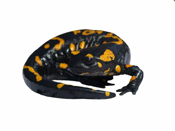 Brand salamander, salamandra maculosa, salamandra salamandra geïsoleerd — Stockfoto