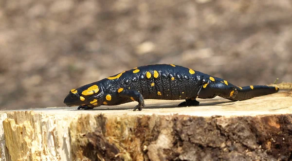 Fire Salamander — Stock Photo, Image