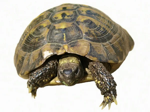 Herman Tortoise turtle isolated on white background testudo hermanni — Stock Photo, Image