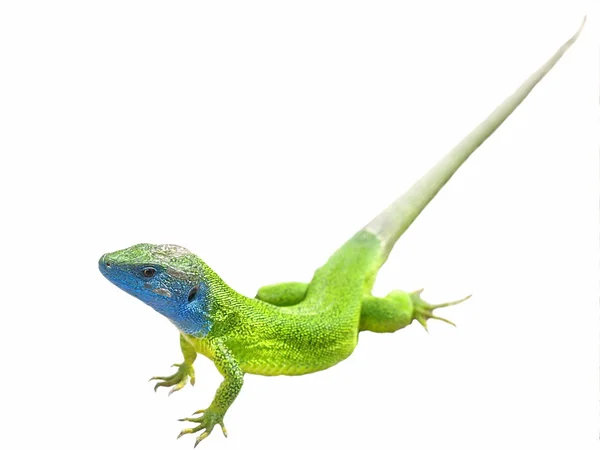 Zelená ještěrka izolované na bílém pozadí — Stock fotografie