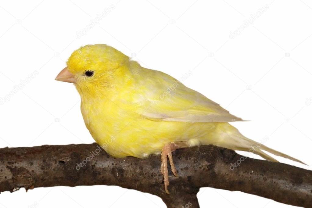 Yellow canary Serinus canaria on white background
