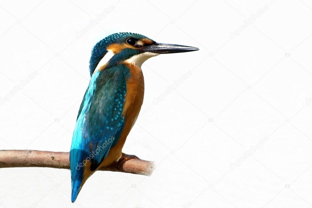 Common Kingfisher isolated on white background, alcedo atthis