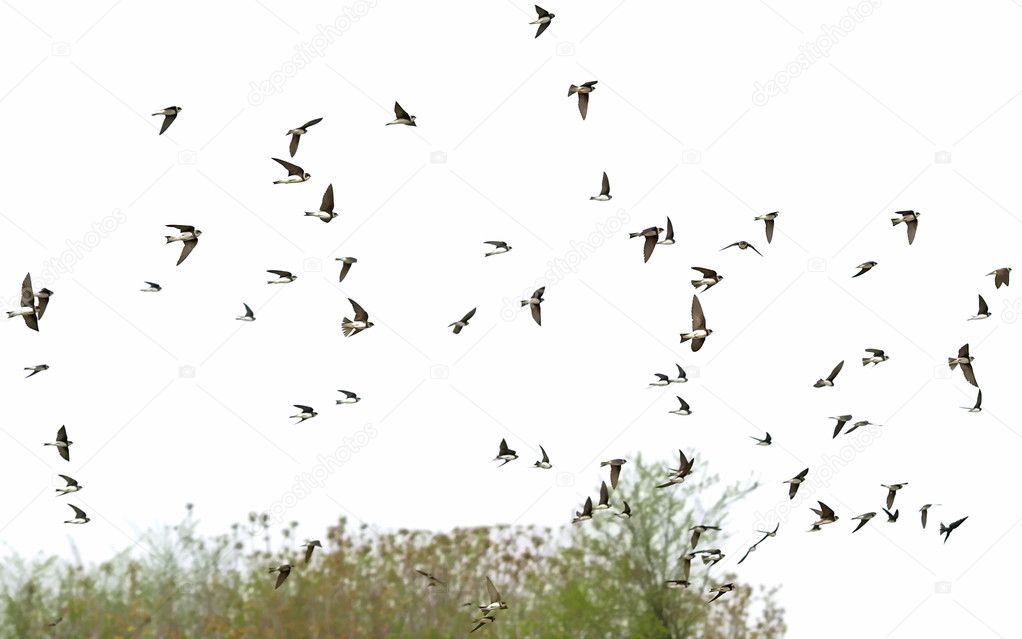 Swallows Sand Martin flock of birds isolated on white