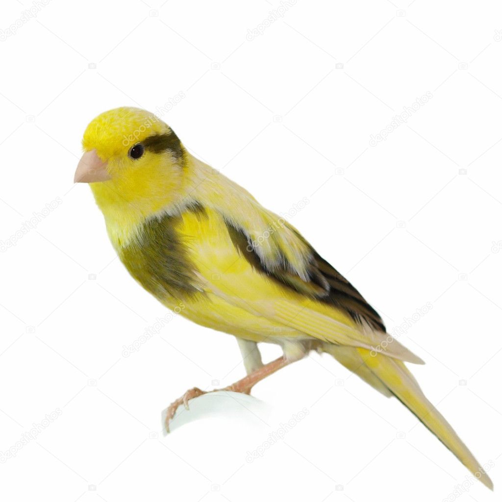 Yellow canary Serinus canaria on white background