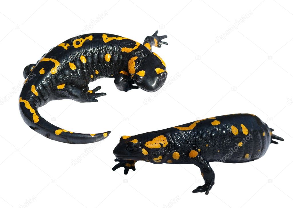 Set Fire Salamander, Salamandra maculosa, Salamandra salamandra isolated