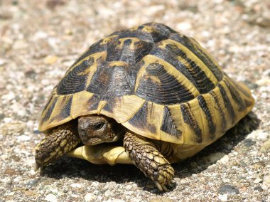 Herman tosbağa, kaplumbağa, testudo hermanni