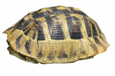 herman kaplumbağa kaplumbağa üzerinde beyaz arka plan testudo hermanni izole