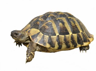 Herman's Tortoise turtle isolated on white background testudo hermanni clipart