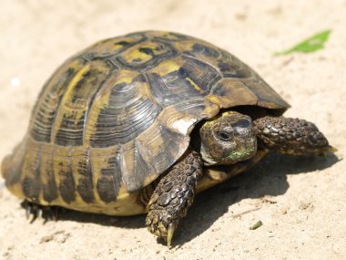 Herman tosbağa, kaplumbağa, testudo hermanni