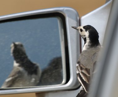 Beyaz kuyruksallayan, motacilla alba