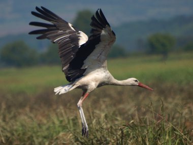 Beyaz uçmayı ciconia ciconia leylek