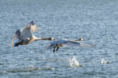 Mute swan kuğu rengi, nehrin üzerinde uçuş