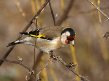 Avrupa ispinozu, Carduelis carduelis