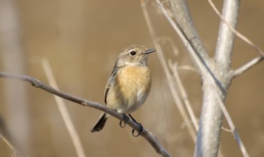 ortak stonechat, saxicola torquata