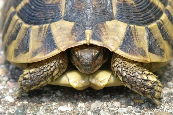 Герман черепаха, черепаха, hermanni сухопутні черепахи — стокове фото