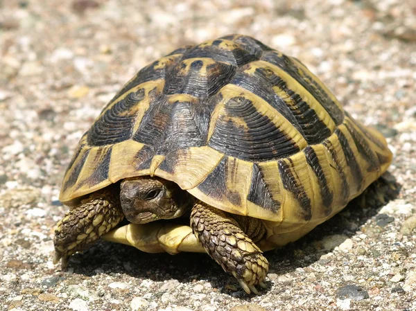 Herman schildkröte, schildkröte, testudo hermanni — Stockfoto