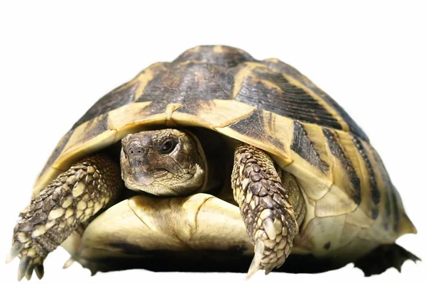 Herman tartaruga tartaruga isolada sobre fundo branco testudo hermanni — Fotografia de Stock