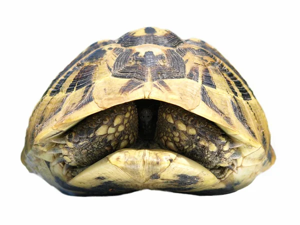 Herman żółw na białym tle na białym tle testudo hermanni — Zdjęcie stockowe