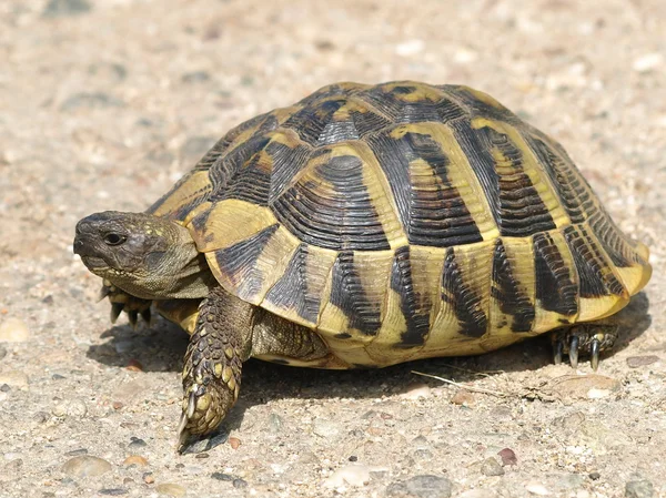 Herman sköldpadda, sköldpadda, testudo hermanni — Stockfoto