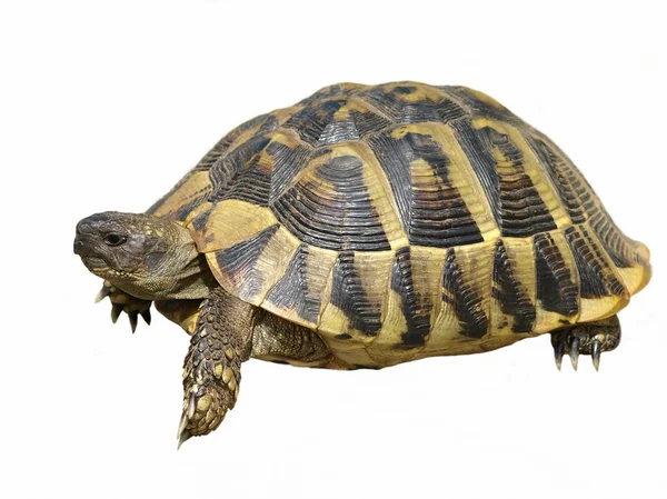 Herman's Tortoise turtle isolated on white background testudo hermanni — Stock Photo, Image