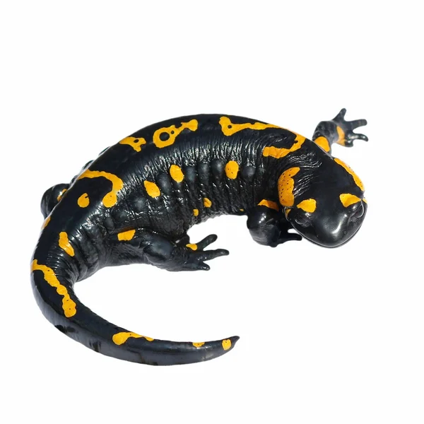 Feuersalamander, Salamandra maculosa, Salamandra salamandra isoliert — Stockfoto
