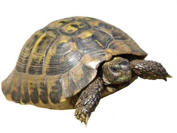 Herman's Tortoise turtle isolated on white background testudo hermanni — Stock Photo, Image