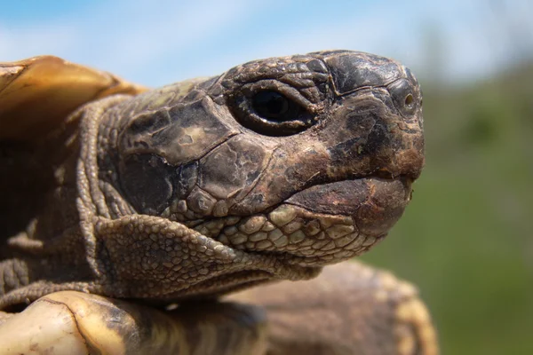 stock image Herman Tortoise, turtle, testudo hermanni