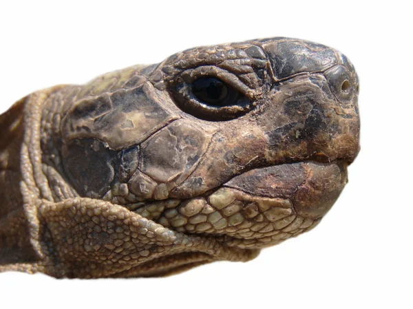 Herman χελώνα χελώνα που απομονώνονται σε λευκό φόντο testudo hermanni — Φωτογραφία Αρχείου