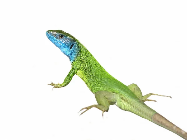 Green lizard Lacerta viridis, isolated on white background — Stock Photo, Image