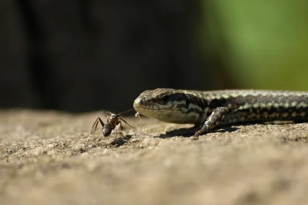 Eidechse und Ameise, Reptil — Stockfoto