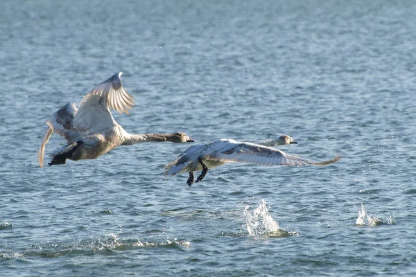 Cisne mudo en vuelo sobre el río, cygnus olor — Foto de Stock