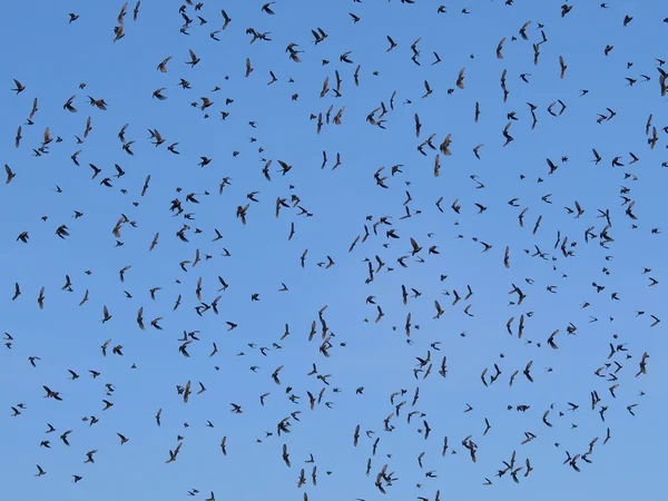 Bandada de aves con cielo azul — Foto de Stock
