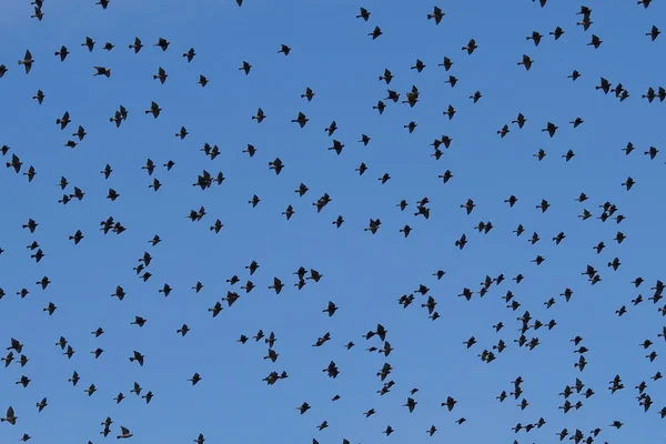 Flock of birds with blue sky — Stock Photo, Image