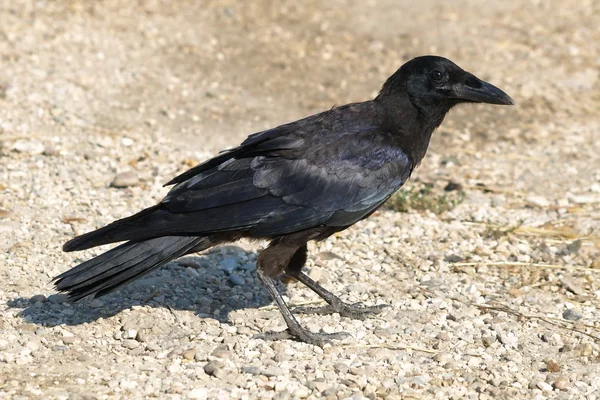Rook Corvus frugilegus — стоковое фото