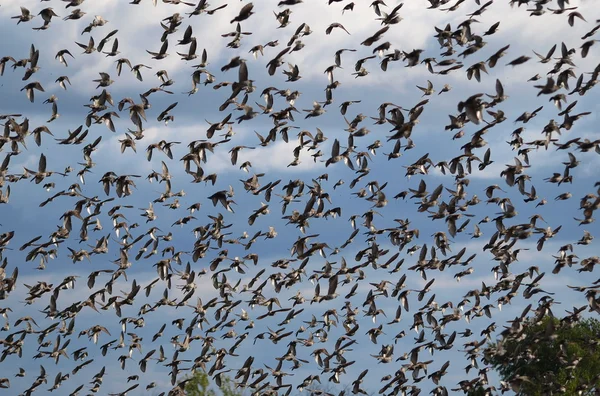 Zwerm vogels met blauwe lucht — Stockfoto