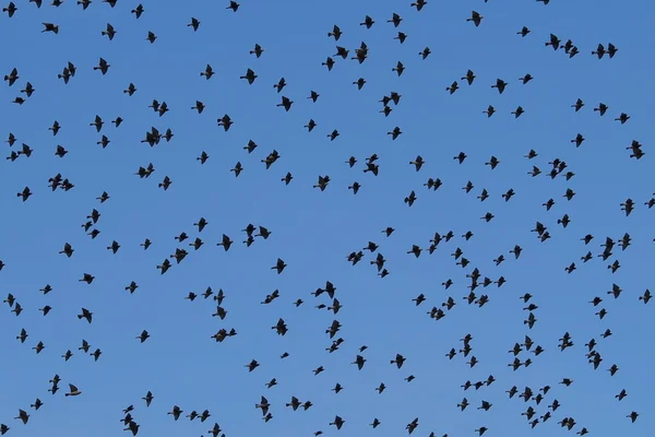 Stormo di uccelli con cielo blu — Foto Stock